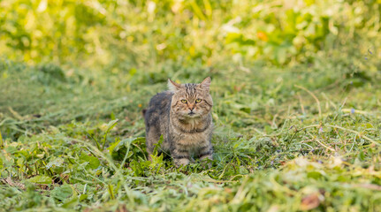 A gray striped fluffy cat is walking on the green grass. Pet for a walk. A beautiful animal. Selective focus.
