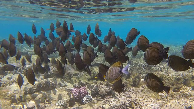 Flock of tropical fish Sailfin Tang is swimming above coral reef on shallow water in sun rays. Underwater life in the ocean. Slow motion.