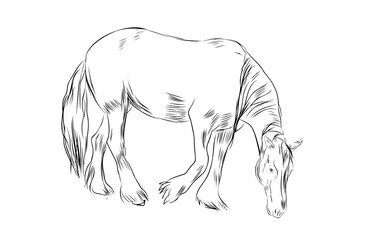 Horse grazing in sketch style. Hand drawn mare.Vector illustration.