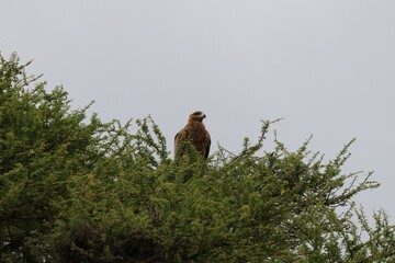 Beautiful Animals Game of Africa – Eagle