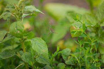 A black and yellow spider with long legs sits on a web between green leaves. Insect. Natural...