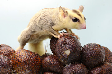 A mosaic sugar glider (Petaurus breviceps) is perched on a salak fruit which is one of his favorite foods.