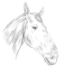 Horse portrait isolated on white background. Sketchy mare or stallion. Vector illustration.
