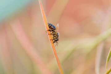 The insect sits on a branch against a red blurred background. A bee sits on a branch of fireweed. Wild nature. Macro. Selective focus. Copy space.