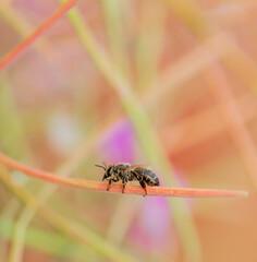 The insect sits on a branch against a red blurred background. A bee sits on a branch of fireweed. Wild nature. Macro. Selective focus. Copy space.