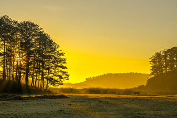 sunrise in the forest