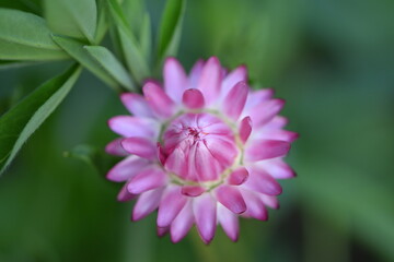 Strawflower blooming pink single flower on bokeh green garden.