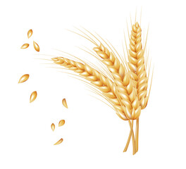Bunch of wheat ears and dried grain in realistic style isolated on white background. Gold harvest sign. Vector illustration.