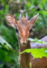 Frontal view of a Kirk's dik-dik (Madoqua kirkii)