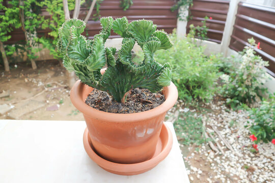 Euphorbia​ Lactea​ Cristata, Euphorbia neriifolia or Euphorbia lactea or Euphorbia lactea Haw
