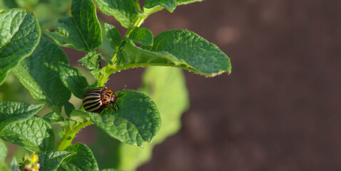 A potato beetle, Colorado beetle sits on a potato leaf close-up. Copy Space. The concept of destruction of potato crops by insects