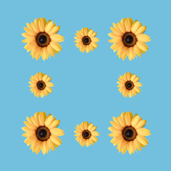 Creative frame made with yellow sunflowers on a pastel blue background. Summer concept with copy space.