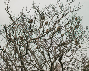 Fototapeta na wymiar Depresing birds on tree