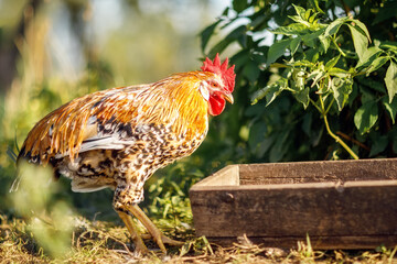 A small young rooster, a trough and a green plant