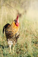 Image of a rooster walking in the grass