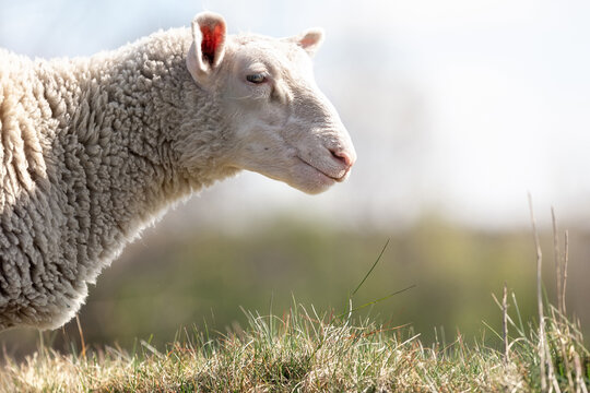 A close up profile photo of a Sheep in a field in the Lithuanian countryside.