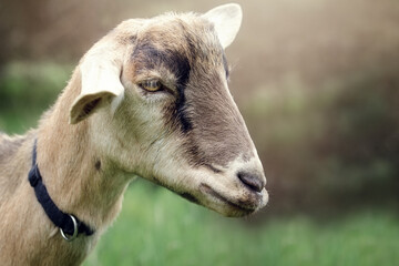 Portrait of a brown goat's head with a black strap around his neck