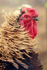 Amazing, long, golden cock feathers in the blown by the wind