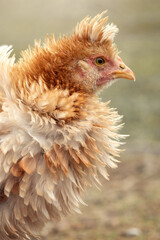 Amazing shaggy light brown hen with tuft