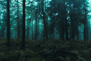 Fototapeta premium A spooky forest on a misty day in winter. With a blue green, moody edit.