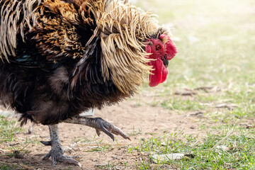 Big puffy cock in profile, moving forward and looking for food