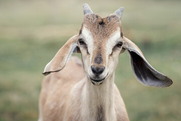 Close-up beigie goat with horns in a meadow sunny spring day