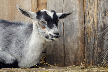 Goatling lies on the ground by the barn arbor made from old boards © Linas T