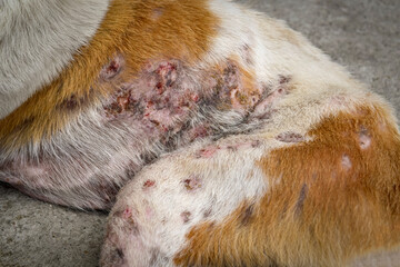 Close-up of the body dog has an leprosy skin problem on their body and lying on the concrete floor.