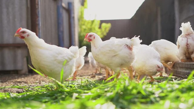 Young white chickens and roosters walk free-range and  peck grain . Poultry farming, home farm.Domestic birds.Organic farming Concept..