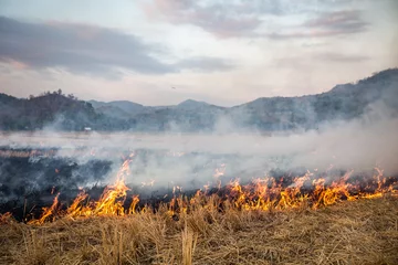 Wandcirkels aluminium Wildfire in a bush and plains. © Marcin Kilarski/Wirestock