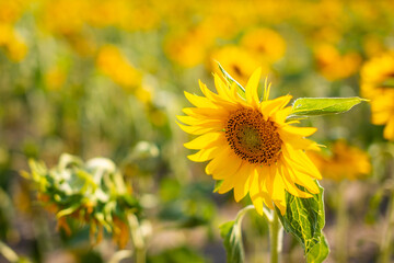 Field of blooming sunflowers in summertime in Czech republic