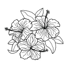 Hibiscus flowers. Stock vector illustration eps10, outline hand drawing. Isolate on a white background. 