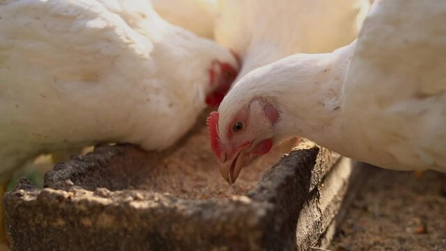 Young chickens peck grain from the feeder. Poultry farming, home farm.Domestic birds.Organic farming Concept..