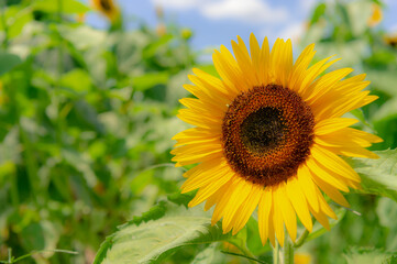 東京都武蔵村山市にあるひまわり畑に咲くたくさんのひまわり