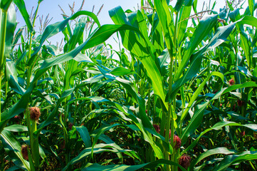Agricultural crop corn with leaves close-up. Agro background design