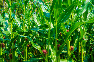 Agricultural crop corn with leaves close-up. Agro background design