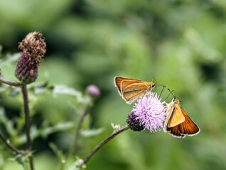 butterflies on flower