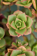 Details of some green succulent leaves.