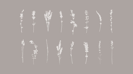 Botanical flowers art print elements. Floral silhouette illustrations. Collection of nature leaves shapes.