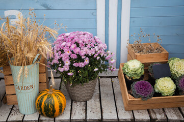 Autumn composition of orange pumpkin, spikelets and chrysanthemums in pots, ornamental cabbage for...