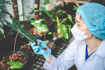 biology scientist working to research a growth plant in agriculture greenhouse, nature organic...