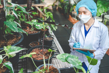 agriculture garden plant in modern greenhouse, nature flower in farm, vegetable leaf plantation for...