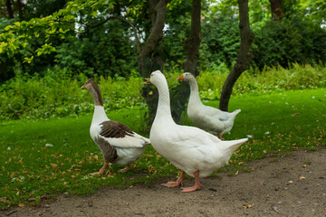 geese in the grass