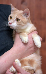 young red and white cat with orange eyes