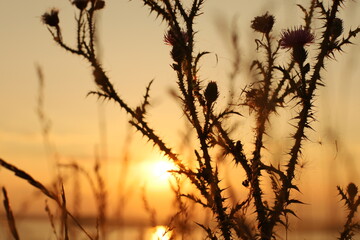 Landscapes summer in village next to lake