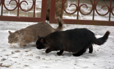 cats eat in the snow on the street in winter