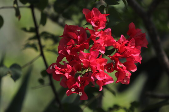 red flower 