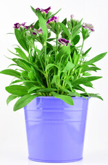 Plant small carnations with green stems and purple flowers, inside a metal pot. White background.