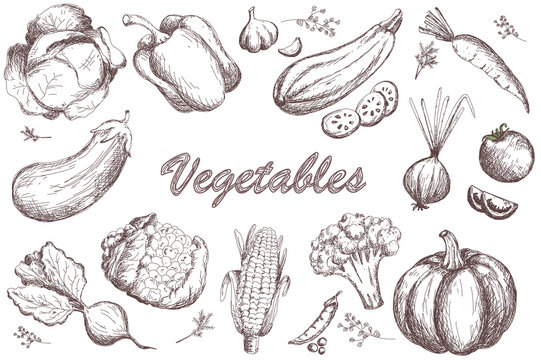 Sketch vegetables set. Vintage hand drawn garden vegetable collection. pumpkin. tomato, carrot, cabbage, zucchini, pepper, cauliflower, beet vector set.