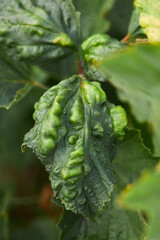 A currant leaf affected by a fungus. Twisted leaves of a currant bush with signs of a Anthracnose...